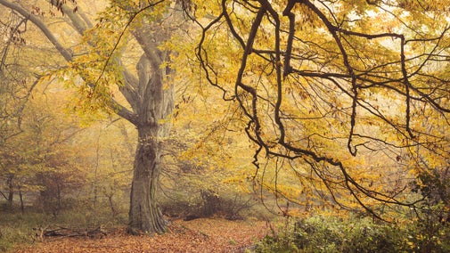 Trees in autumn at Hatfield Forest, Essex